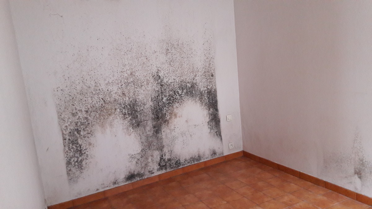 Moisissures - Expertise humidité à Rodez